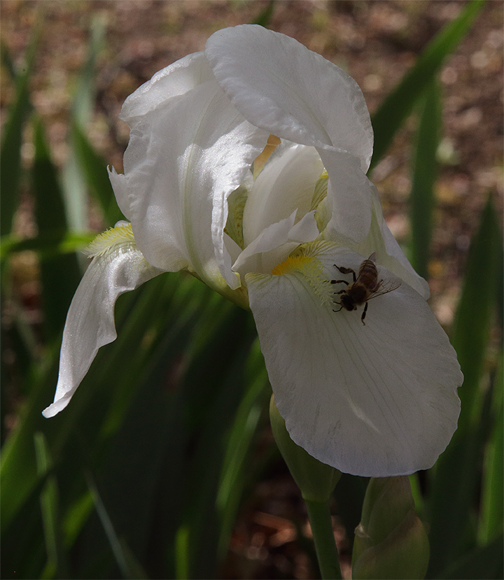 fiore di Iris florentina L. con un'ape sulla barba