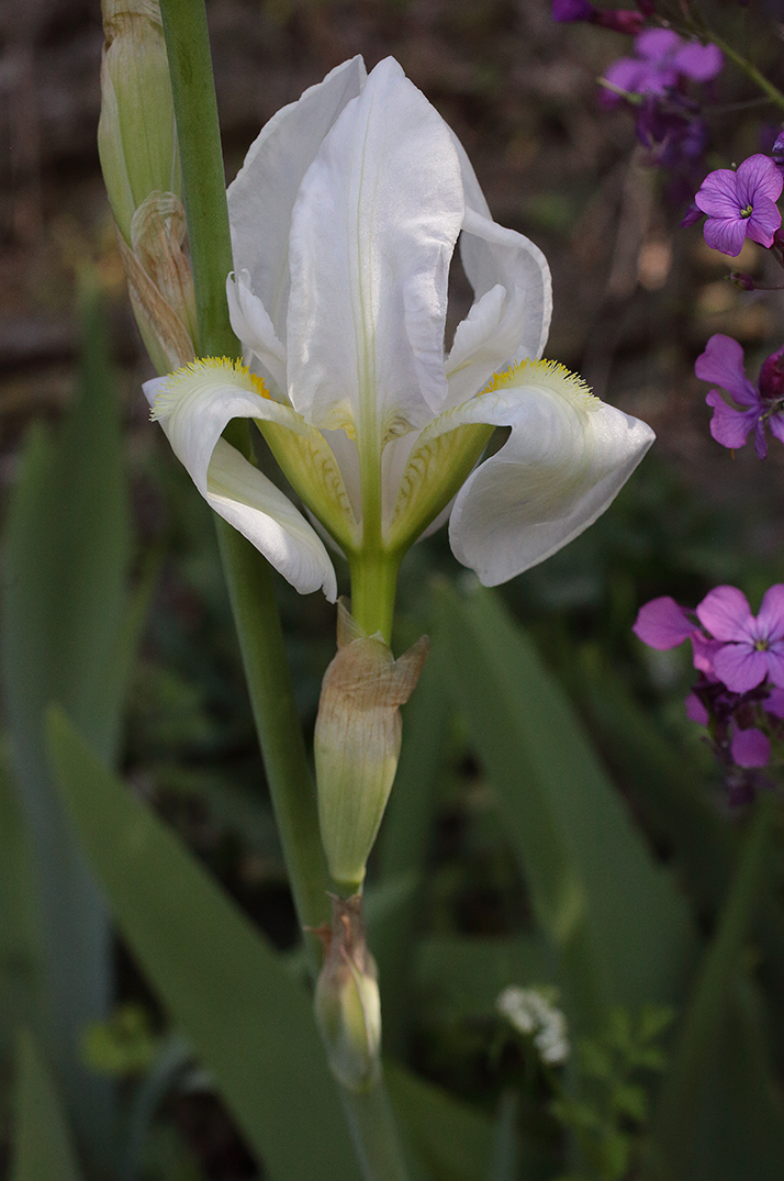fiore di Iris florentina L. parzialmente aperto in mezzo a fiorellini rosa e bianchi di diverse specie
