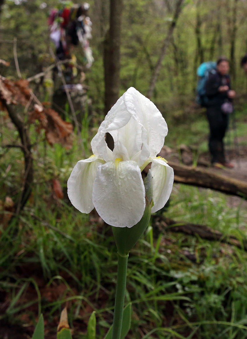 pianta fiorita di Iris florentina L. in un bosco vicino a Firenze, sullo sfondo si intravedono sentiero, escursionista e una Croce in legno sulla quale gli escursionisti mettono ricordi del loro viaggio