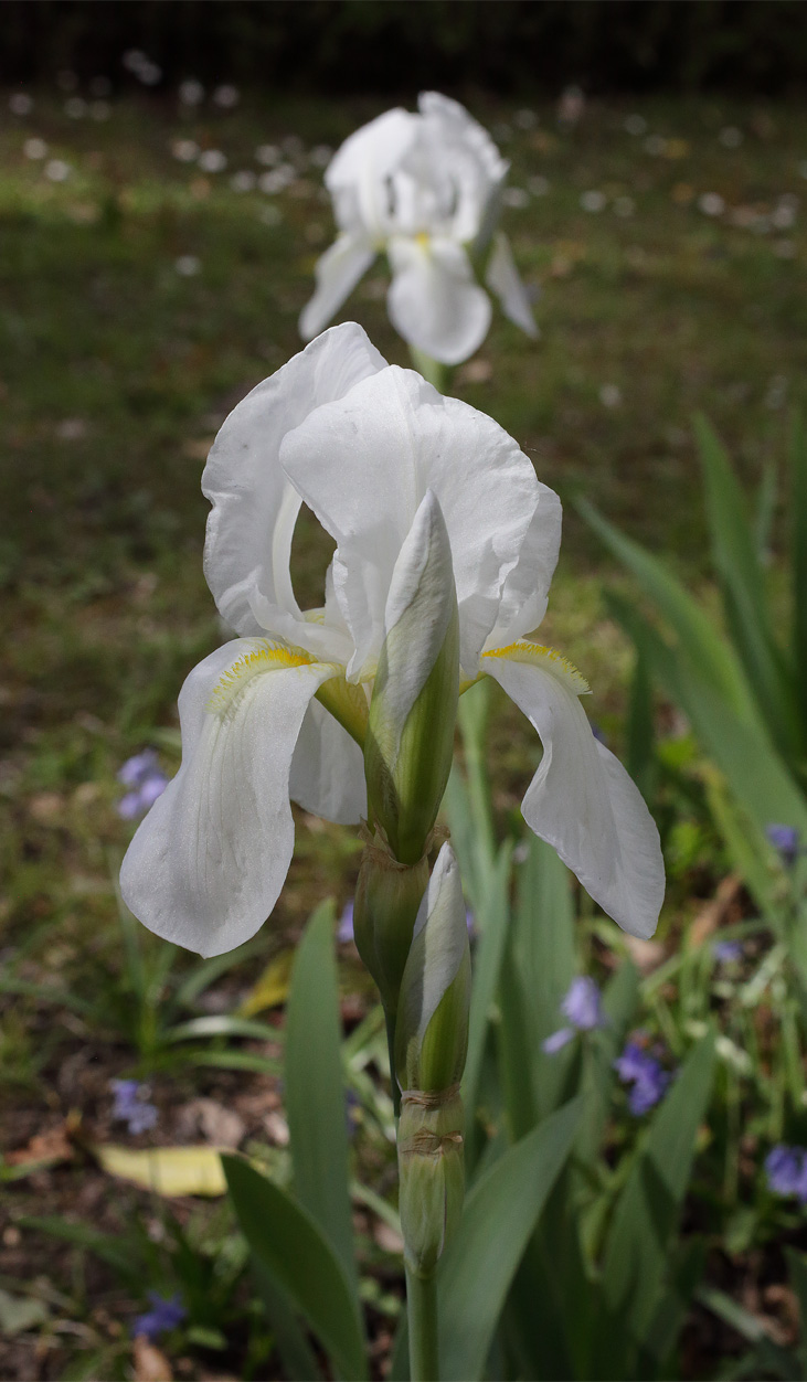 fiore di Iris florentina con i bocci del secondo e terzo fiore allineati, sullo sfondo un altro fiore di Iris florentina e piccoli fiorellini azzurri
