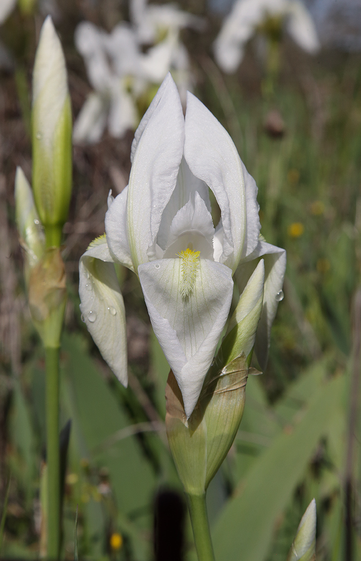 fiore di Iris florentina L. parzialmente aperto