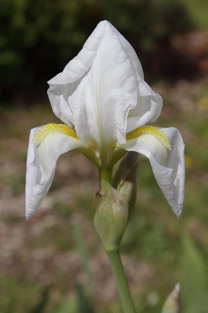 fiore di Iris florentina L. parzialmente aperto