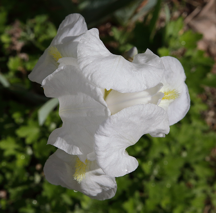 fiore di Iris florentina L. visto dall'alto