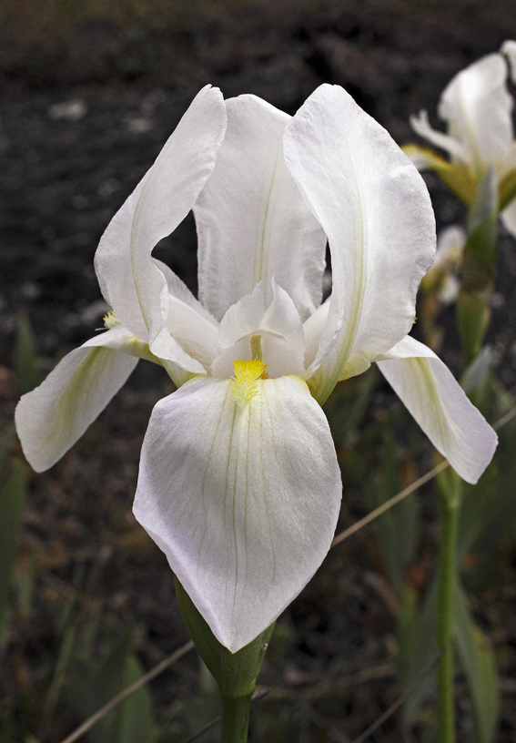 il fiore bianchissimo dell'Iris florentina L.