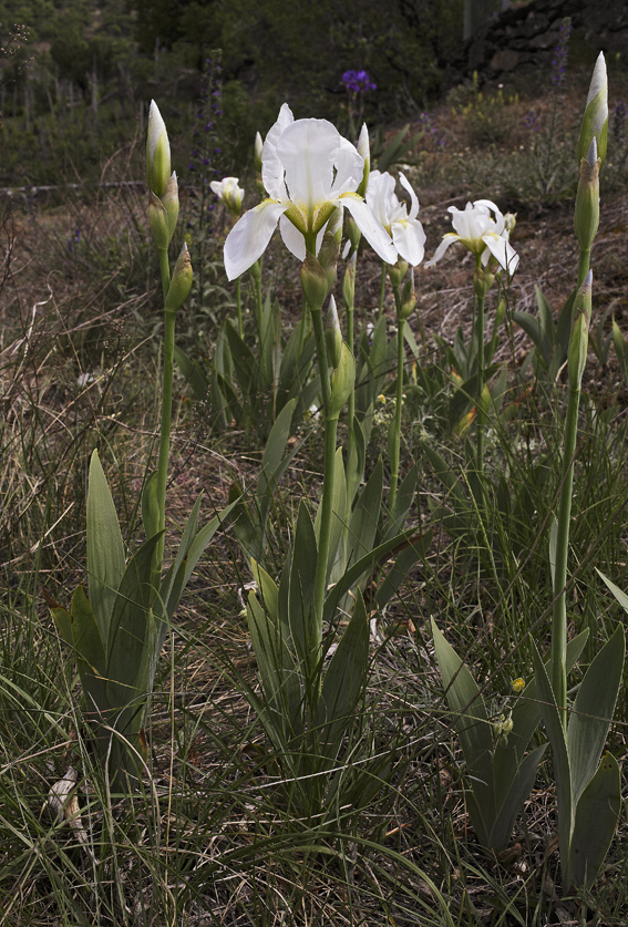 pianta intera di Iris florentina L.