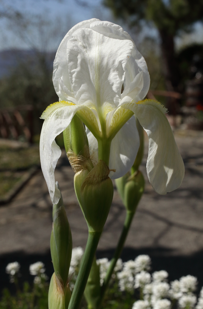 foto del fiore dell'Iris florentina