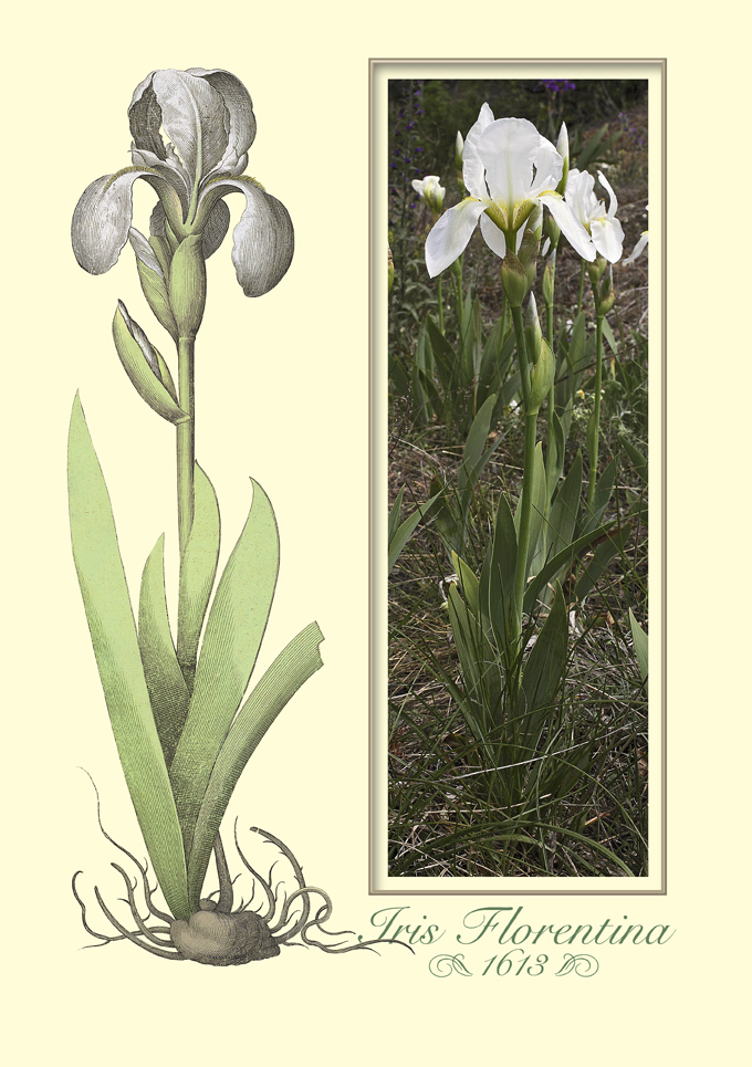 tavola secentesca colorata al computer comparata con foto attuale di una pianta di Iris florentina
